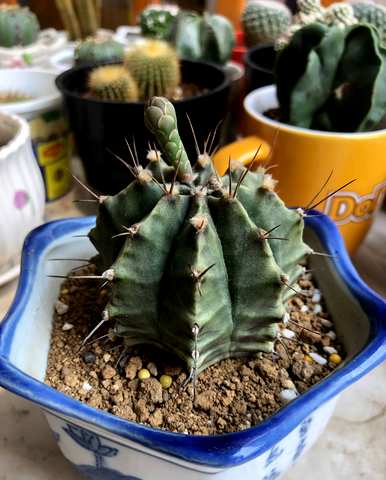 鸡腿柱仙人掌开花，仙人掌怎么开花？