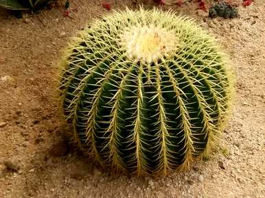 鸡腿柱仙人掌开花，仙人掌怎么开花？