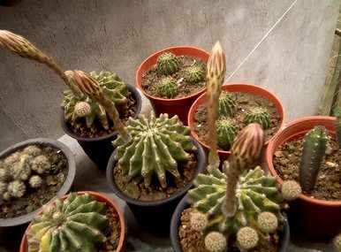 鸡腿柱仙人掌开花，仙人掌怎么开花？