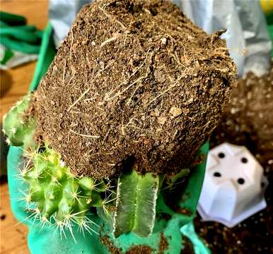 鸡腿柱仙人掌开花，仙人掌怎么开花？