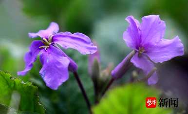 什么是四季兰花语，什么是二月兰花语？