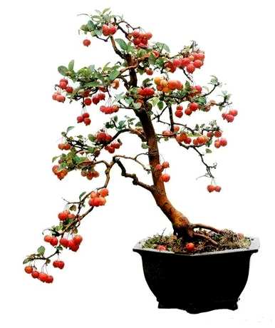 如何修剪冬红果盆景？冬红果盆景修剪技巧图
