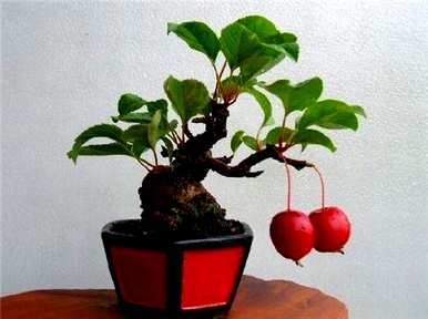 如何修剪冬红果盆景？冬红果盆景修剪技巧图