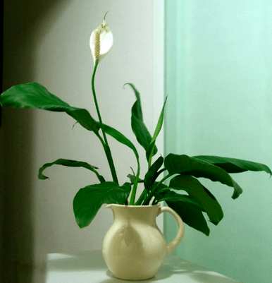 如何养一帆风顺的花，红花如何养一帆风顺的花？