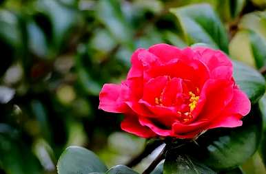 山茶花代表什么象征意义，山茶花是哪个城市的象征