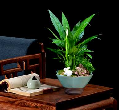 如何养一帆风顺的花，红花如何养一帆风顺的花？
