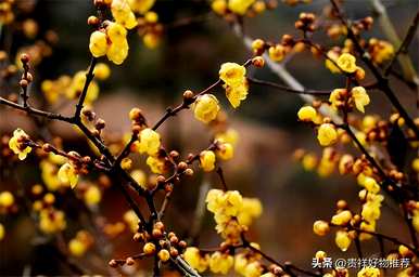 冬天开的花适合室内养殖，冬天开的花有哪些？