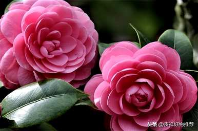 冬天开的花适合室内养殖，冬天开的花有哪些？
