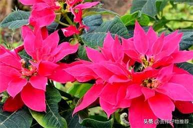 冬天开的花适合室内养殖，冬天开的花有哪些？
