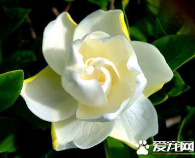 栀子花语到底是什么？