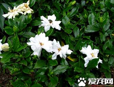 栀子花语到底是什么？