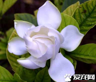 栀子花语到底是什么？