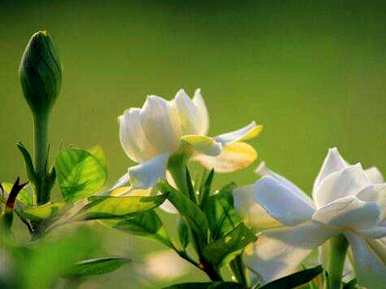 冬天怎么养栀子花？