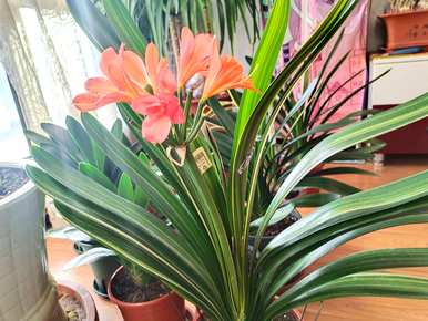 君子兰花夹箭怎么办？君子兰花夹箭怎么办？