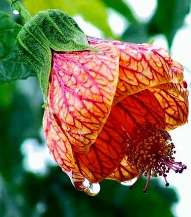 金铃花怎么养才能开花，金铃花什么时候开花？