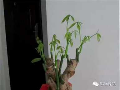 冬季可以修剪发财树吗？怎样修剪发财树？