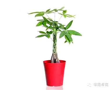冬季可以修剪发财树吗？怎样修剪发财树？
