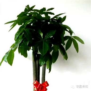 冬季可以修剪发财树吗？怎样修剪发财树？