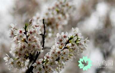 樱花的花语是什么？二维少女樱花语