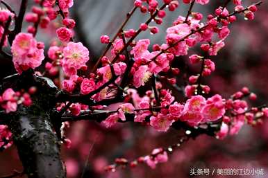 十大名花有哪十种？梅花是十大名花吗？