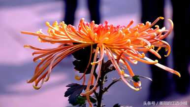 十大名花有哪十种？梅花是十大名花吗？