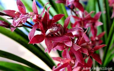 十大名花有哪十种？梅花是十大名花吗？