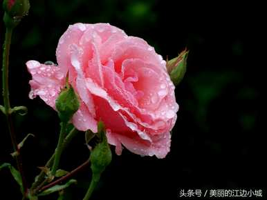 十大名花有哪十种？梅花是十大名花吗？