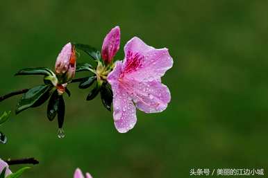 十大名花有哪十种？梅花是十大名花吗？