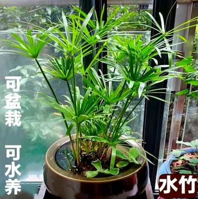 水竹怎么养才能发根快，水竹怎么养生根快？