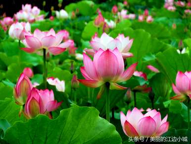 十大名花有哪十种？梅花是十大名花吗？