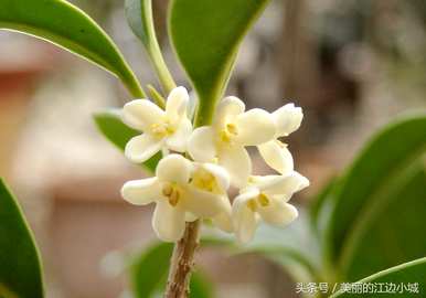 十大名花有哪十种？梅花是十大名花吗？