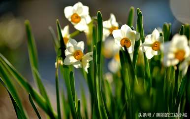 十大名花有哪十种？梅花是十大名花吗？