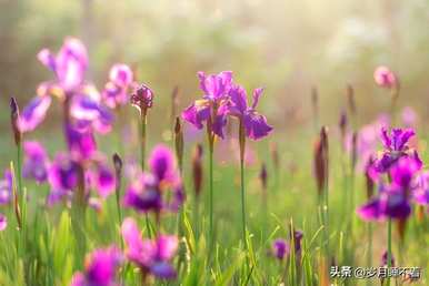 鸢尾花的花语和寓意，角落里鸢尾花的花语