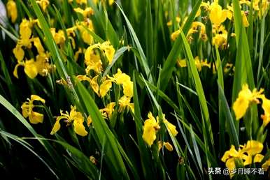 鸢尾花的花语和寓意，角落里鸢尾花的花语
