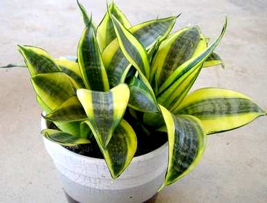 盆栽防辐射植物，哪种植物好？