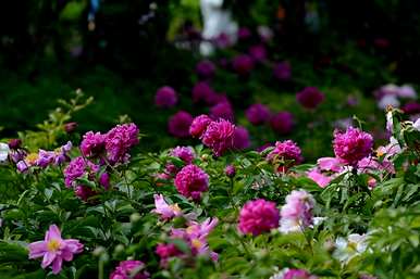 常见的宿根花有哪些？北方庭院宿根花品种