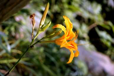 常见的宿根花有哪些？北方庭院宿根花品种