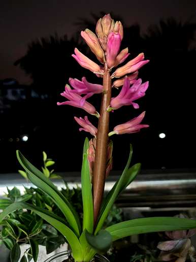 风信子花语优美诗句，风信子花语是什么？