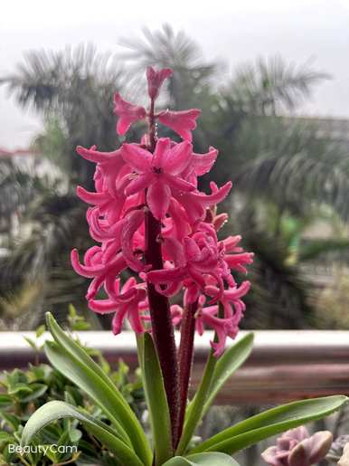 风信子花语优美诗句，风信子花语是什么？