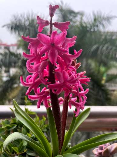 风信子花语优美诗句，风信子花语是什么？