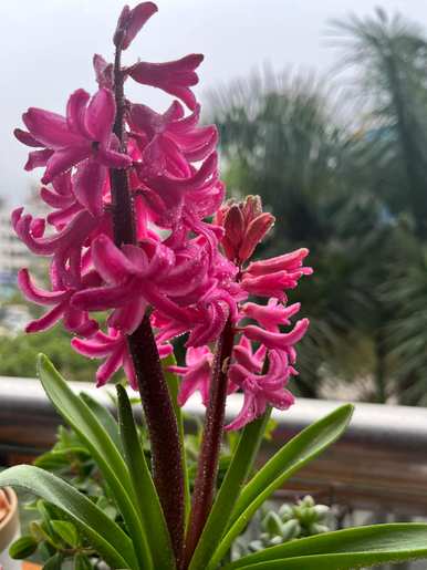 风信子花语优美诗句，风信子花语是什么？