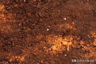 如何培育垂丝茉莉？垂丝茉莉是冬季最适宜的温度