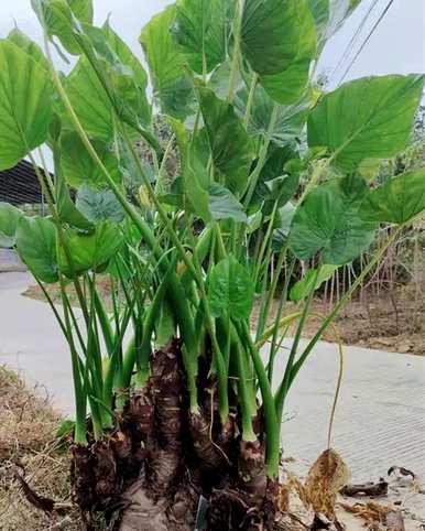 如何养好滴水观音，养几年滴水观音开花？