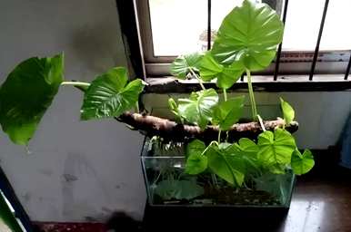 如何养好滴水观音，养几年滴水观音开花？