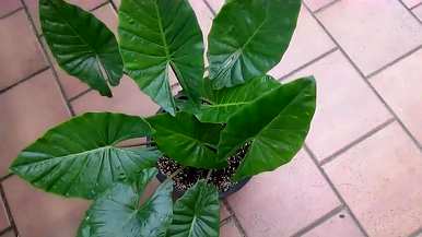 如何养好滴水观音，养几年滴水观音开花？