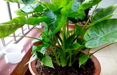 如何养好滴水观音，养几年滴水观音开花？