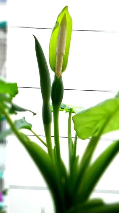 如何养好滴水观音，养几年滴水观音开花？