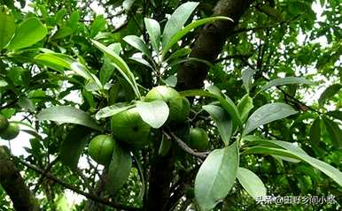 山竹果树种植方法视频，山竹果树适合在哪里种植