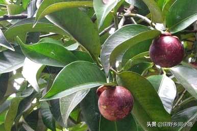 山竹果树种植方法视频，山竹果树适合在哪里种植
