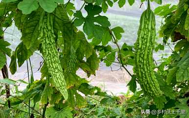 什么时候种苦瓜最好，什么时候种苦瓜最好？